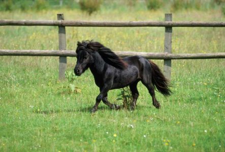 Miniature Horse Running In Pasture
